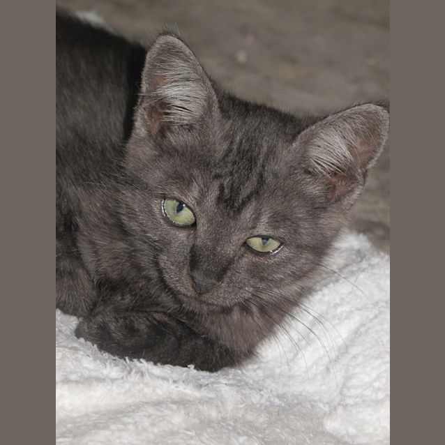 Photo of "Smokey Joe" Purrfect Match