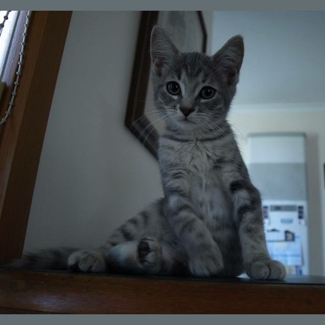 Photo of Chanel Kitten