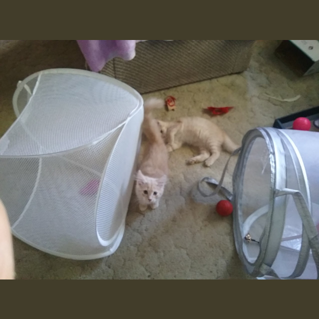 Photo of Reggie