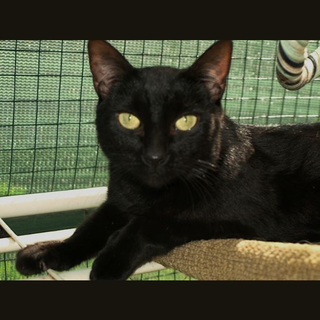 Photo of Mystic Adoption Fee $120