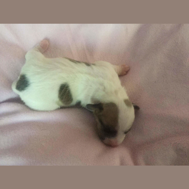 Photo of Territory Terriers