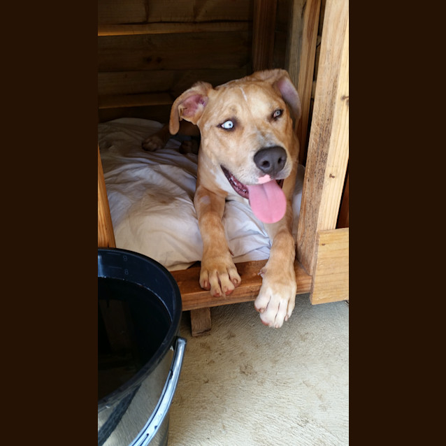 Photo of Drake *** A Lovely Natured Boy ***