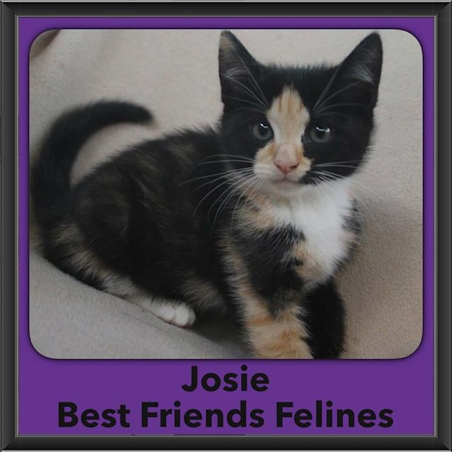 Photo of Josie