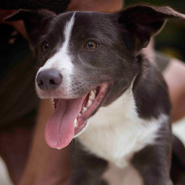 Photo of Toby ~ 10 Month Old Kelpie Boy (On Trial 13/5/16)