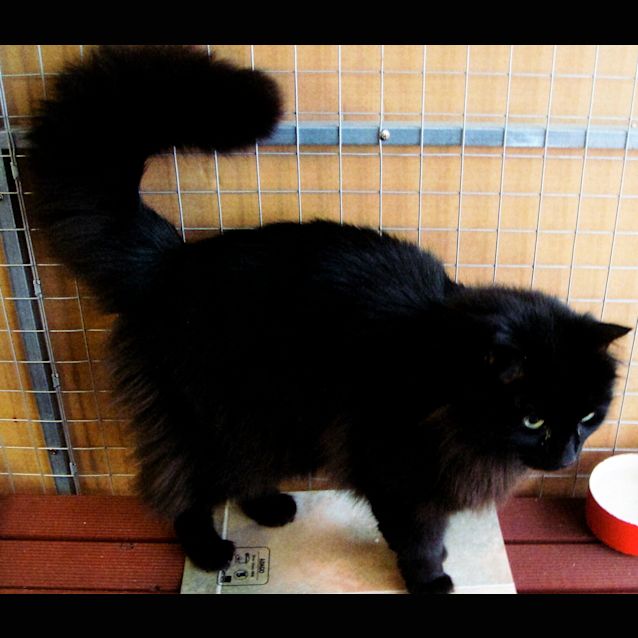 Photo of Beezle E1247