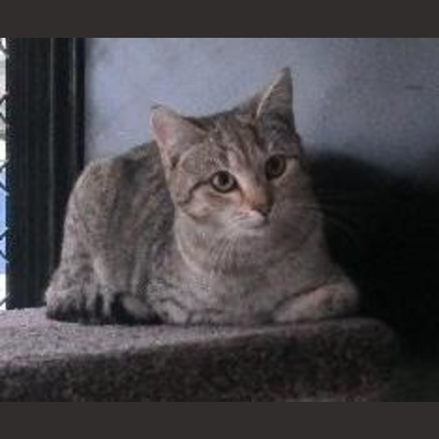 Photo of Topaz