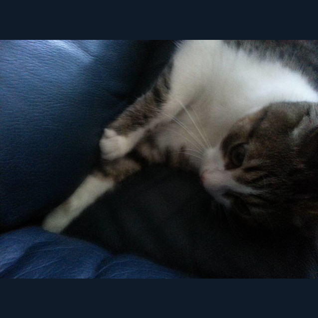 Photo of Charlie