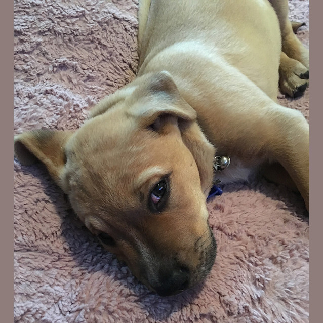 Photo of Roy ~ 9wo Cattle X Mastiff Pup (On Trial 11/5/16)