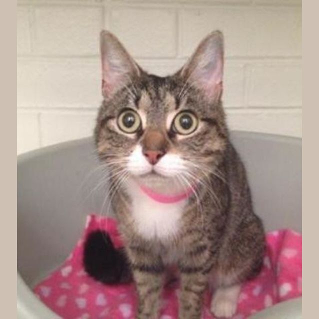 Photo of Elia (4006)