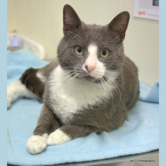 Photo of Handsome Huey   Rescue Me From Canterbury Pound