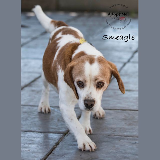 Photo of Smeagle Id33338