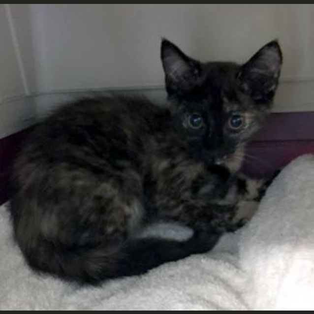 Photo of Pepper