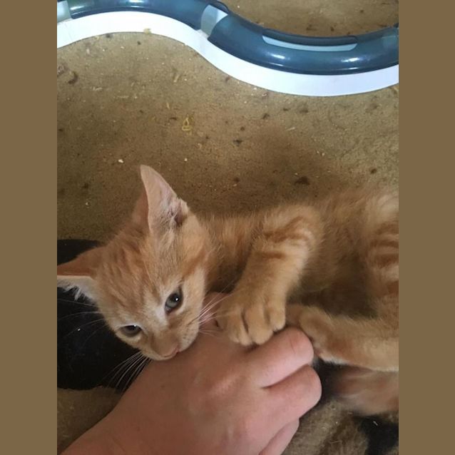 Photo of Bam Bam 