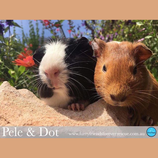Photo of Pele & Dot 