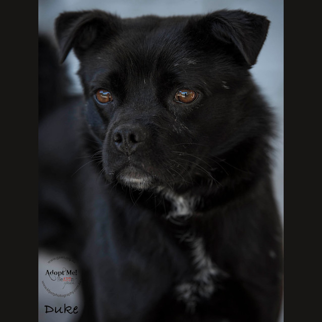 Photo of Duke Id33425