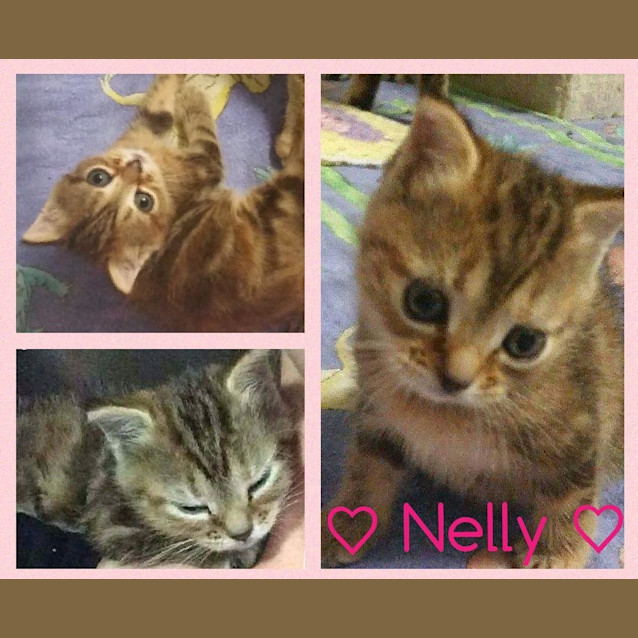 Photo of Nelly 