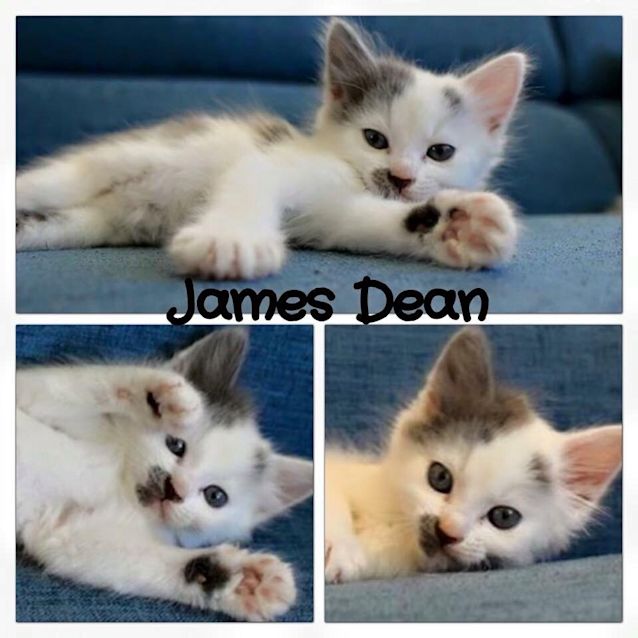 Photo of James Dean *Hollywood Litter*