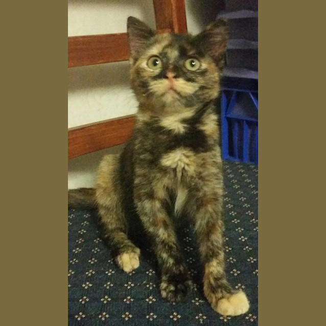 Photo of Latte 