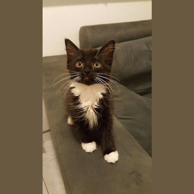 Photo of Oreo *Adoption Pending*