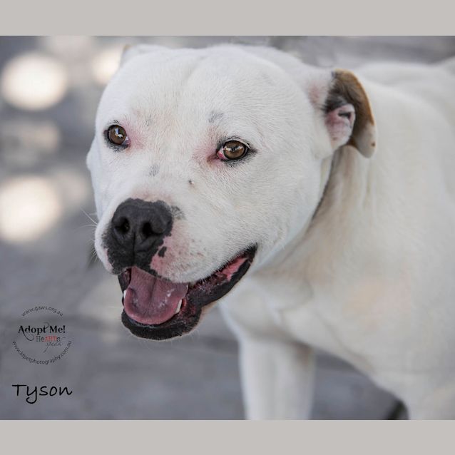 Photo of Tyson Id33439