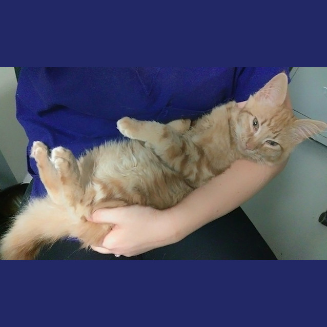 Photo of Valentine