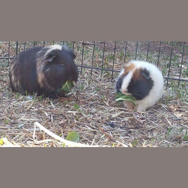 Photo of Paddle Pop Lion And Tiramisu