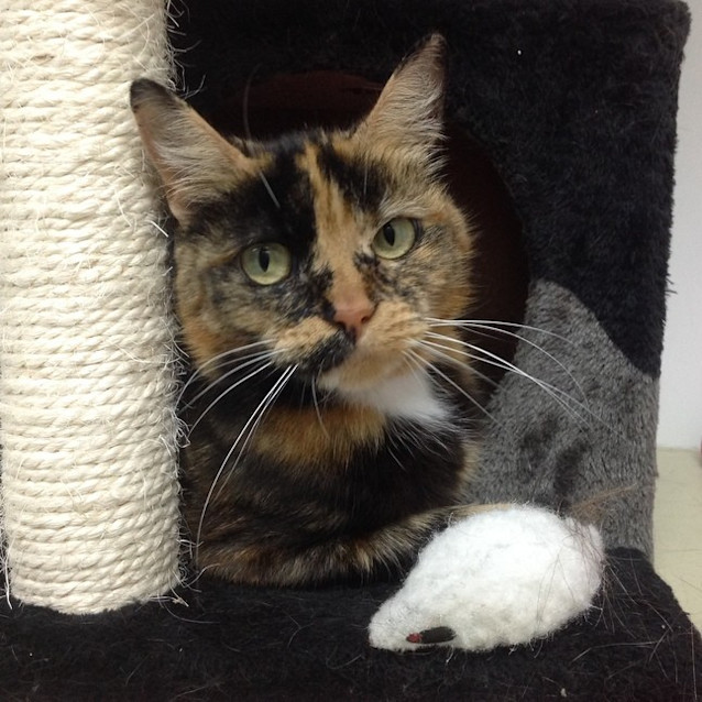 Photo of Treacle