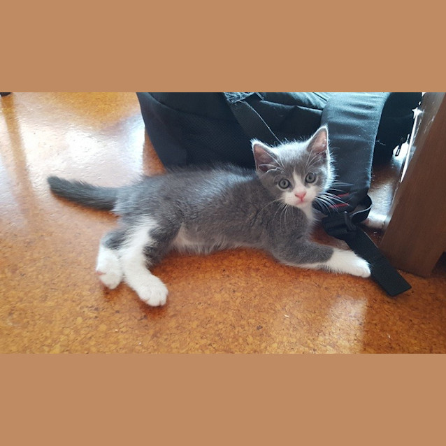 Photo of Smokey