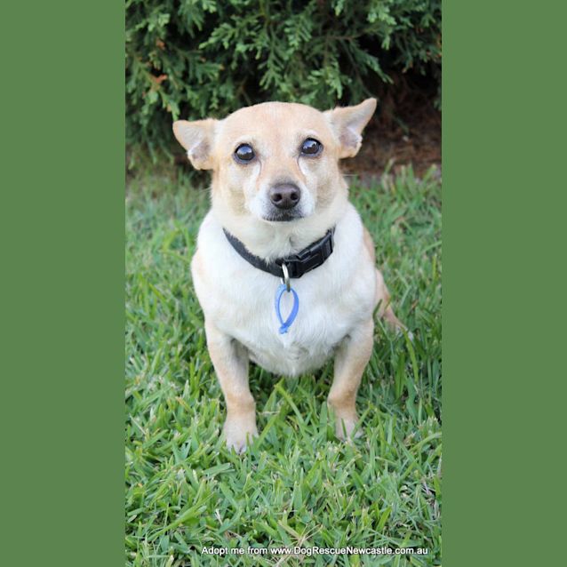 Photo of Rocky ~ Chihuahua X Corgi X Dach(trial 30/4/16)