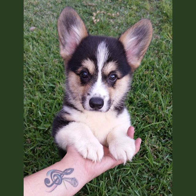 Photo of Cuinn~ Welsh Corgi Puppy (On Trial 30/4/16)