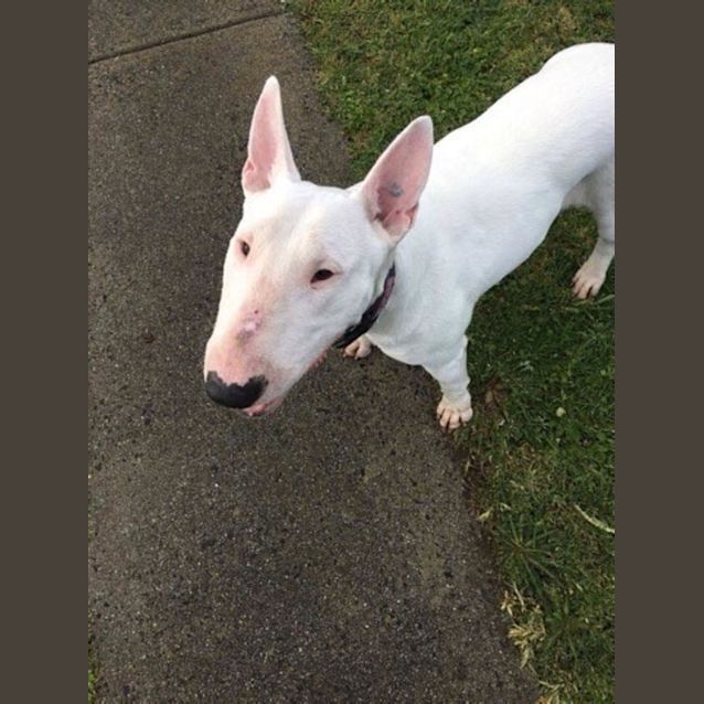 Photo of Bonnie (Foster)