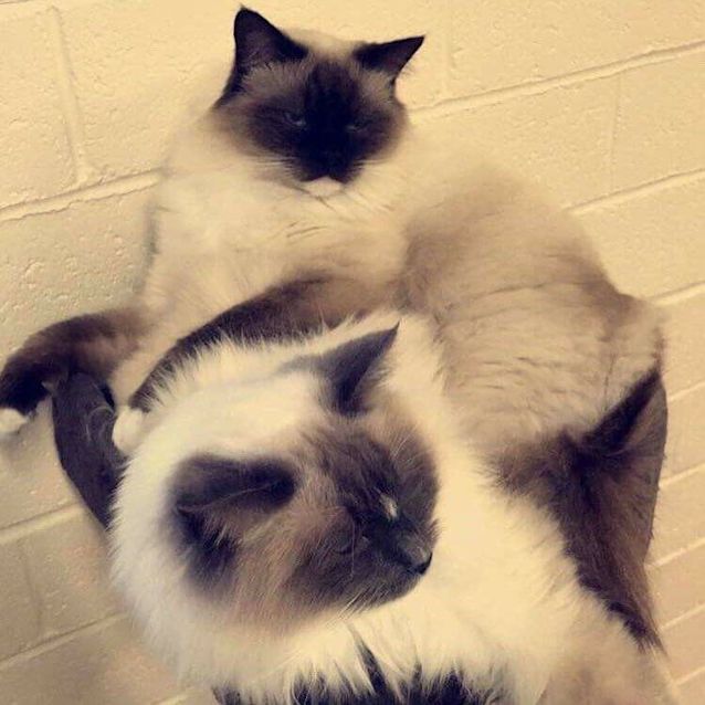Photo of Shadow And Phantom 