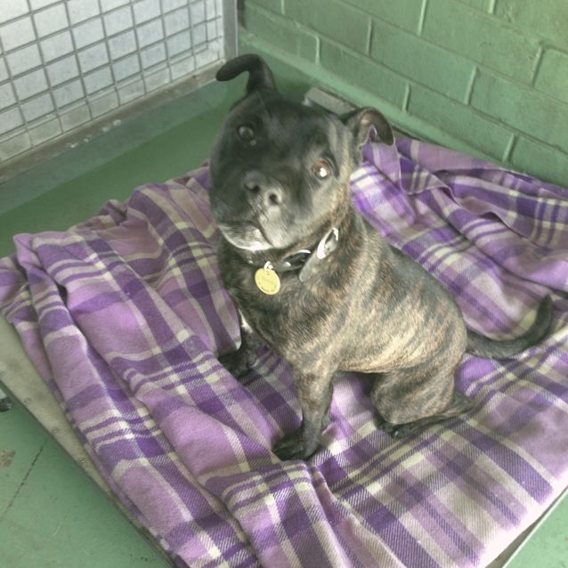 Photo of Jett Id 30852