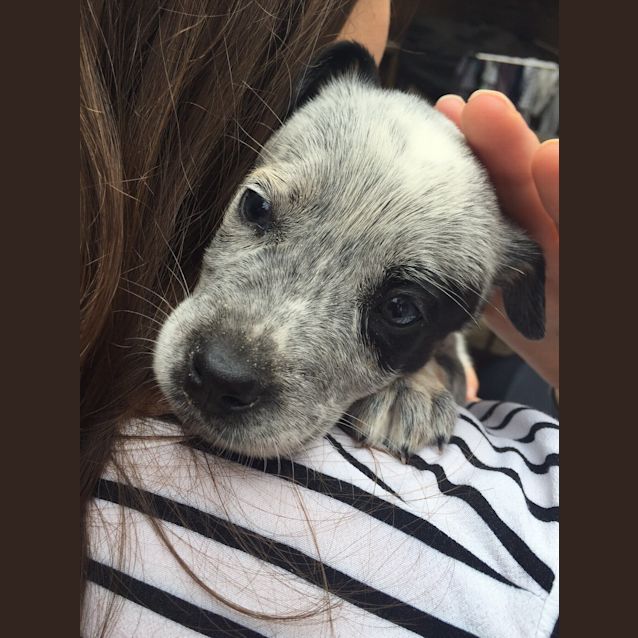 Photo of Gandalf The Grey