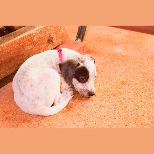 Photo of Cherry (D3413) 