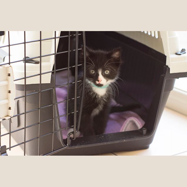 Photo of Bob **2nd Chance Cat Rescue**