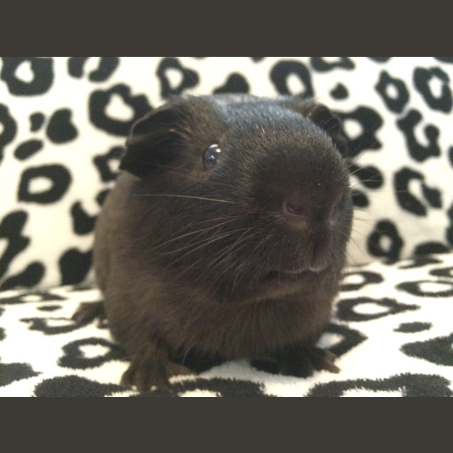 Photo of Sam ~Desexed~