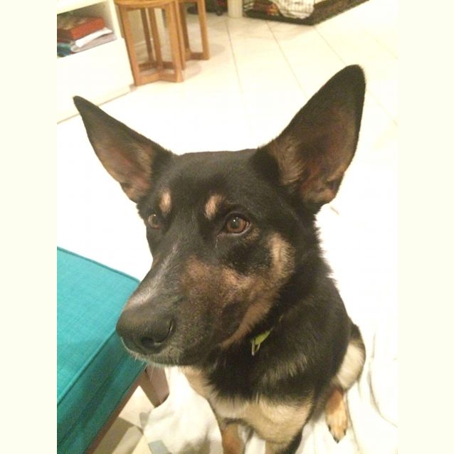 Photo of Alfie