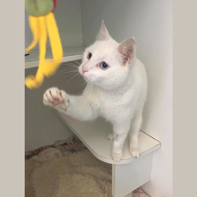 Photo of Juno