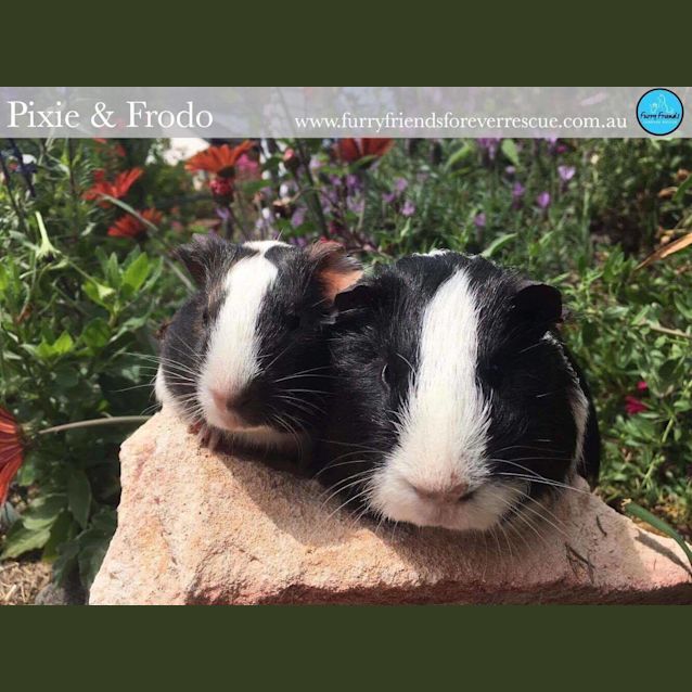 Photo of Pixie & Frodo