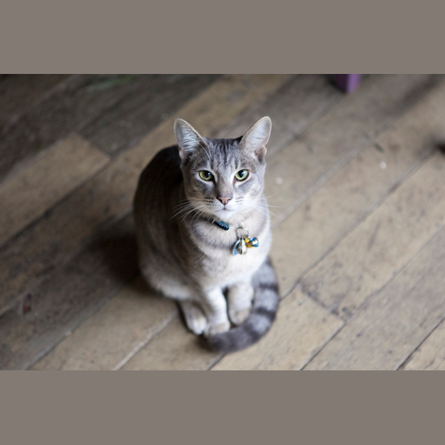 Photo of Kovu *$50 Only! *