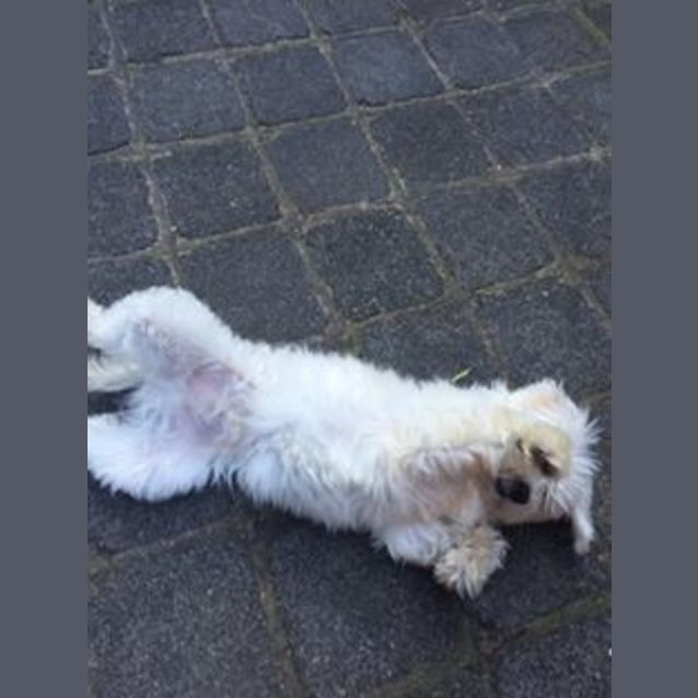 Photo of Mr Chu (Chewy)