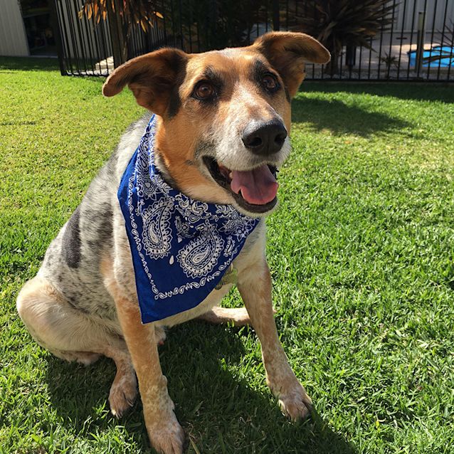 Photo of Bj ~ Cattle X German Shepherd (On Trial 2/11/16)