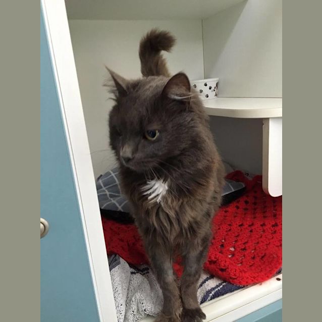 Photo of Whisper