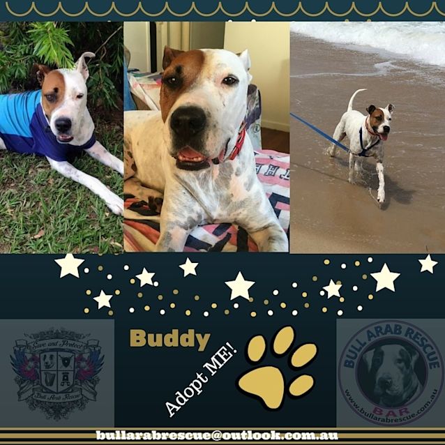 Photo of Buddy