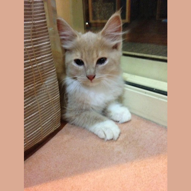 Photo of Ollie
