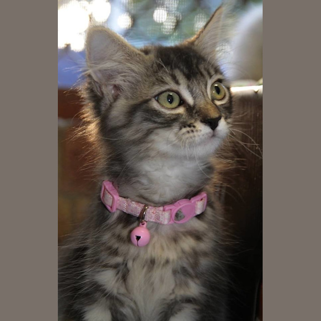 Photo of Gidget 