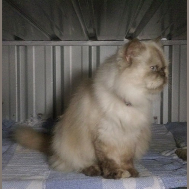 Photo of Portia