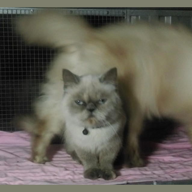 Photo of Viola