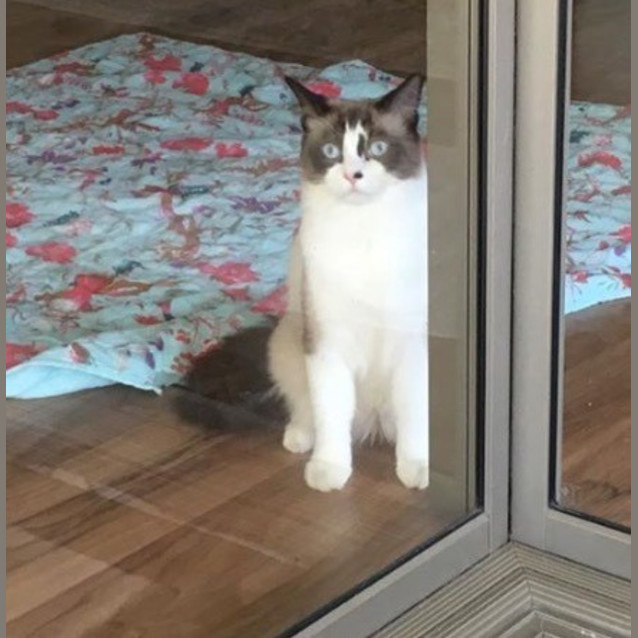 Photo of Hank